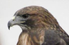 Red Hawk Profile Image